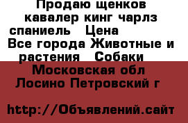 Продаю щенков кавалер кинг чарлз спаниель › Цена ­ 40 000 - Все города Животные и растения » Собаки   . Московская обл.,Лосино-Петровский г.